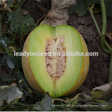 MSM10 Qingrou vert frais graines de melon sucré hybride pour serre